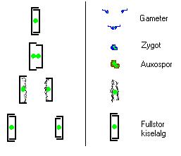 Sexuell/asexuell reproduktion