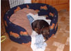 V�rldens s�taste hund