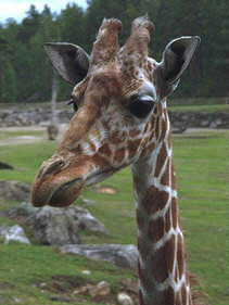 Giraff
