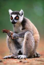 Lemur