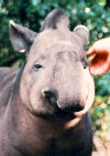 Tapir